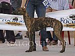 Bandido de Valle Estrella - 1. Jüngstenklasse Rüden
