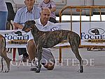 Nisela de Valle Estrella - 1. Offene Klasse Hündinnen und CAC