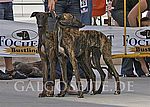 li.: Bella de Valle Estrella - 1. Jüngstenklasse Hündinnen und bester Jüngstenhund<br>re.: Wurfbruder Bandido