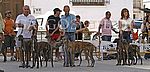 v.l. Paarklassen - 1. Narek und Nisela de Valle Estrella - 2. De la Dehesa Extremeña - 3. Bandido und Bella de Valle Estrella